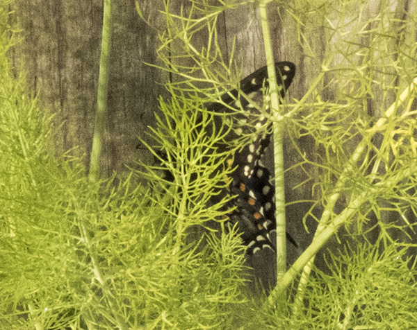 Swallowtail April 19