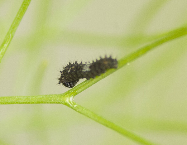 Swallowtail Caterpillar April 28