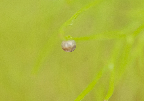 Swallowtail Egg April 28