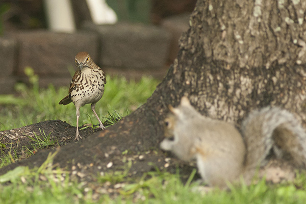 Brown Thrasher May 3