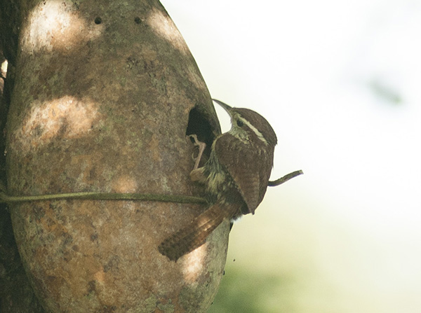 Carolina Wren May 23