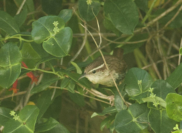 Carolina Wren May 23