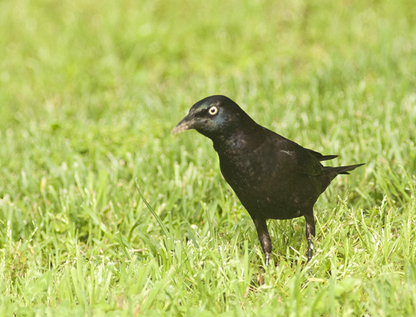 Grackle May 3