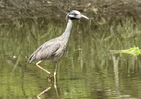 Heron May 7