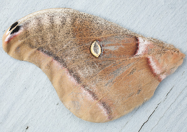Moth Wing May 3