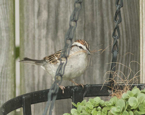 Sparrow May 3