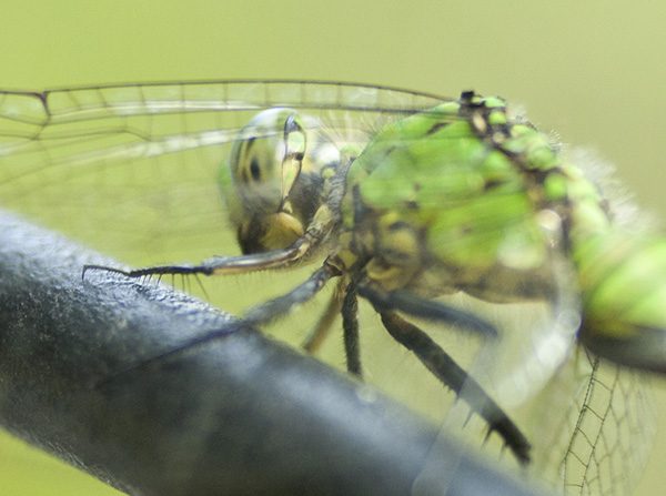 dragonfly-august-1