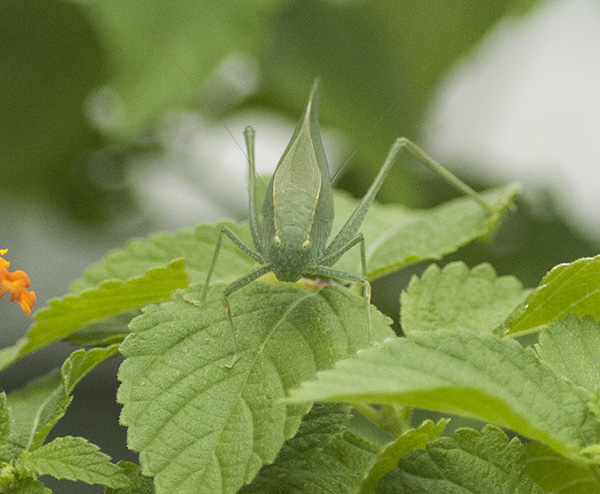 katydid-sept-9