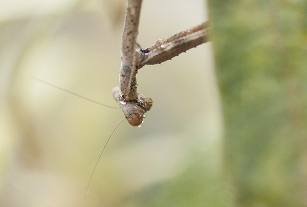 praying-mantis-august-28