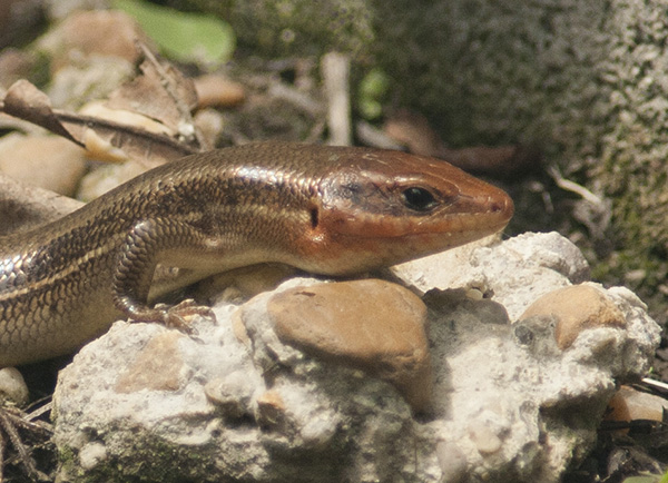 skink-august-2