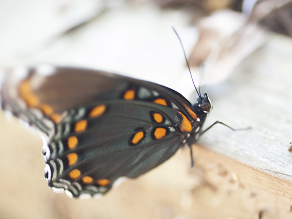 Red-spotted Purple