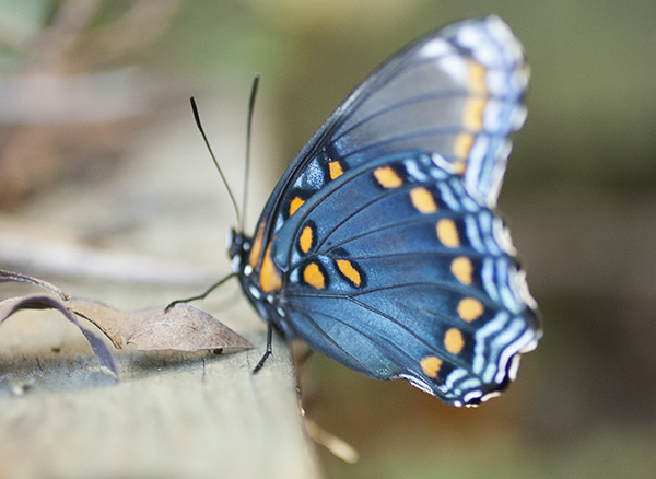 Red-spotted Purple (10/22/16)