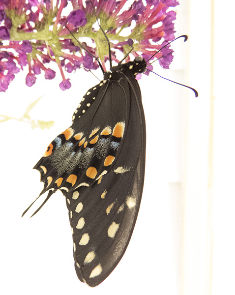 swallowtail-june-23