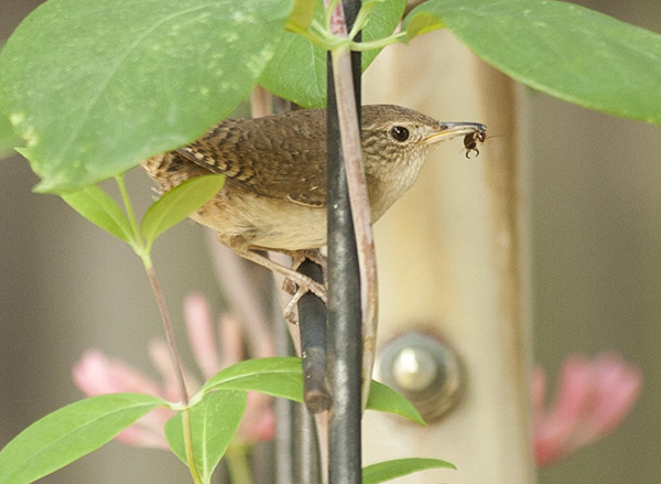 wren-june-10