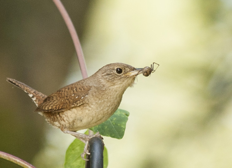 wren-june-10