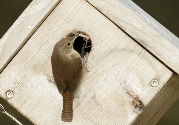 wren-june-10