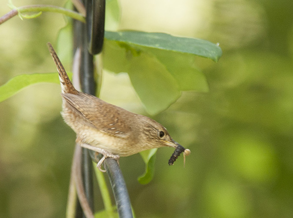 wren-june-11