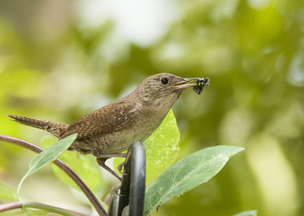 wren-june-12