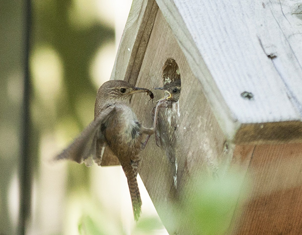 wren-june-16
