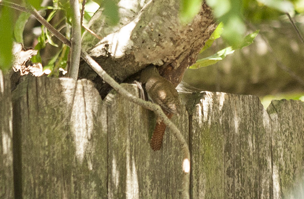 wren-june-16