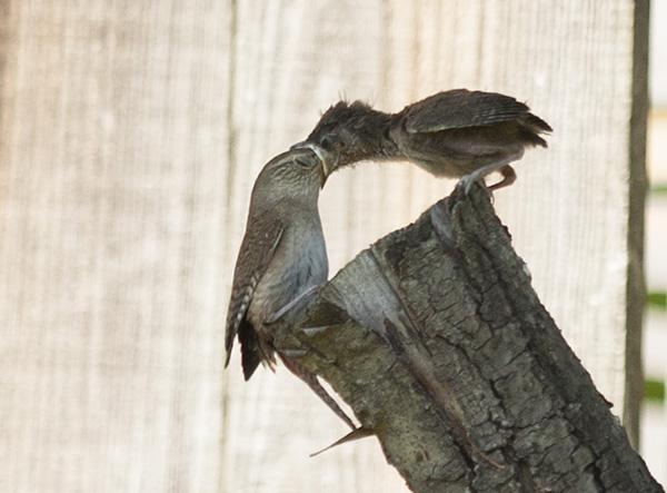 wren-june-17