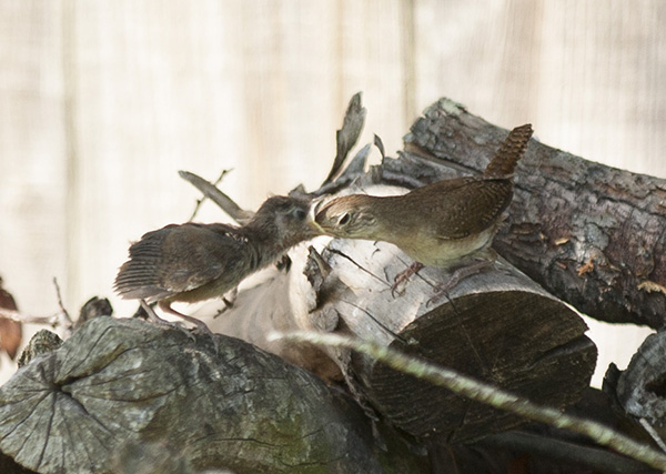 wren-june-17