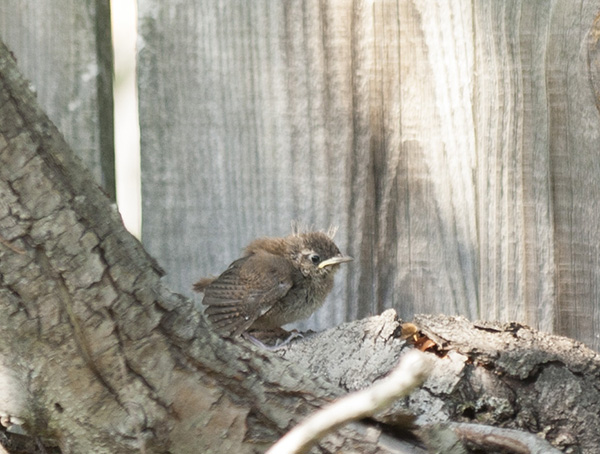 wren-june-17