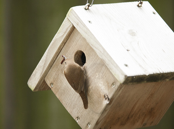 wren-june-4