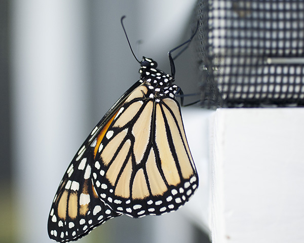 butterfly-august-20-2s