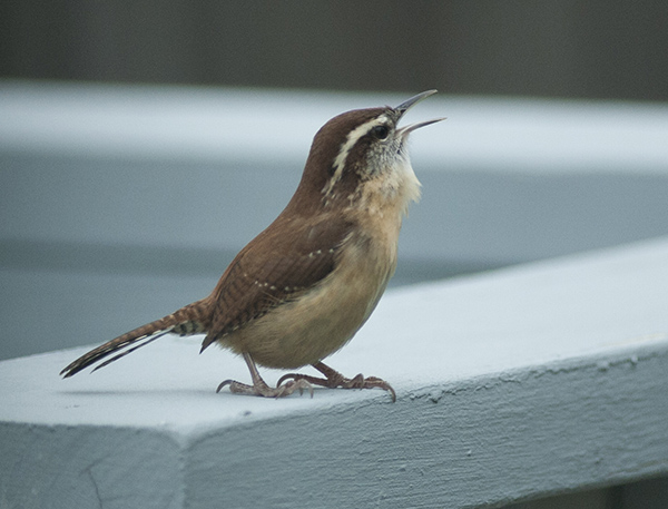 carolina-wren-nov-29