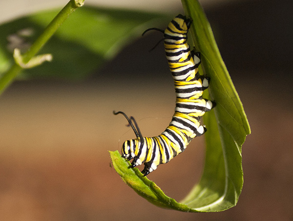 caterpillar-august-10