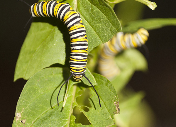 caterpillar-august-10