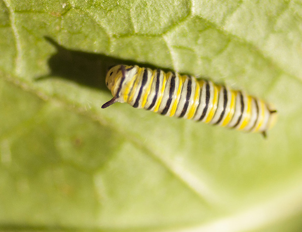 caterpillar-august-5