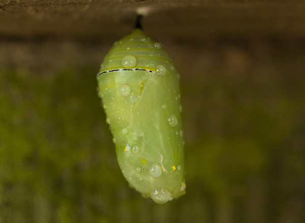 chrysalis-august-13