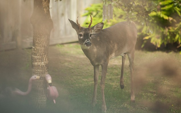 Photograph of a young white-tailed deer standing under a set of wind chimes that were hanging in a small live-oak tree in our privacy-fenced back yard. The deer was photographed through the browning blooms of Joe Pye Weed, which appear as vague clouds and patches obscuring the foreground. The brown-furred deer has long skinny legs with long black hooves. His small antlers are slightly curved, each antler is a single tine approximately 6–8 inches long, and each antler has a single visible bump along the shaft (bumps that would, in an older stag, branch off into secondary tines). He has prominent white markings around his dark nose, and the fur around his eyes and under his chin is paler than the rest of his body. Here, his stance is tense. He has one back foot raised off the ground; his large ears are angled, one forward and one backward, for situational awareness; and his eyes are opened wide. His white sclera, (the "whites of his eyes") are not visible, but the rings of lighter fur around his eyes mimic scleral flashes, making his expression appear anxious. A pair of plastic pink yard flamingos are leaning against the tree's trunk, and, in the background, a dense stand of ginger lilies are beginning to droop as their blooming season comes to a close. The yard is mown short, and the grass is patchy with weeds. 