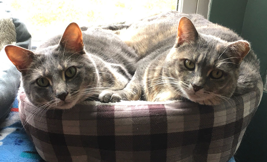 Two cats, Marie and Duchess, are looking at the camera from their positions curled up together in a gray checked cat bed. They were asleep together and just woke up. Their expressions indicate they are interested in the camera.