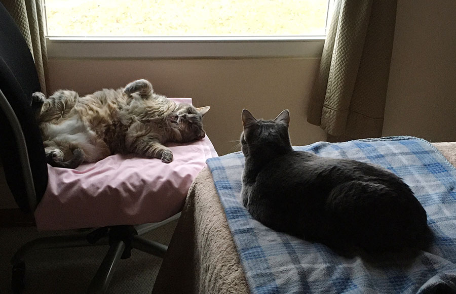 Marie, a pale gray watermarked tabby cat, is looking out of the window from her perch on a flannel blanket at the foot of a bed. Duchess, a pale gray and orange tortoiseshell cat, is sprawled in her back, yawning, in a chair in front of the window.