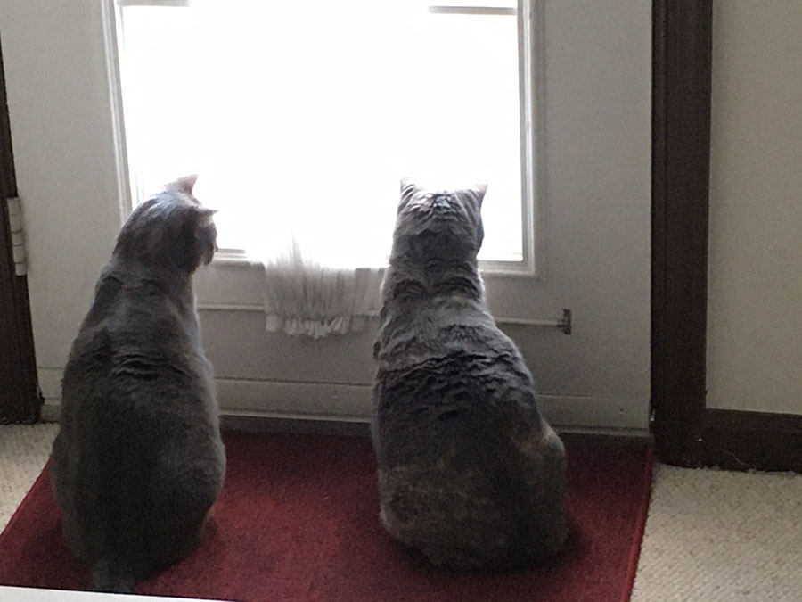Two cats, Marie and Duchess, are sitting on a red mat, backs to the camera, looking out of a door that has windowpanes extending almost to the floor.