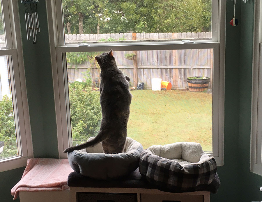 A slightly overweight cat (sorry, Duchess, but it's true) is standing on her hind legs with her front feet braced against a closed window. She is silhouetted, and grass, shrubbery, and a wooden fence are visible outside.