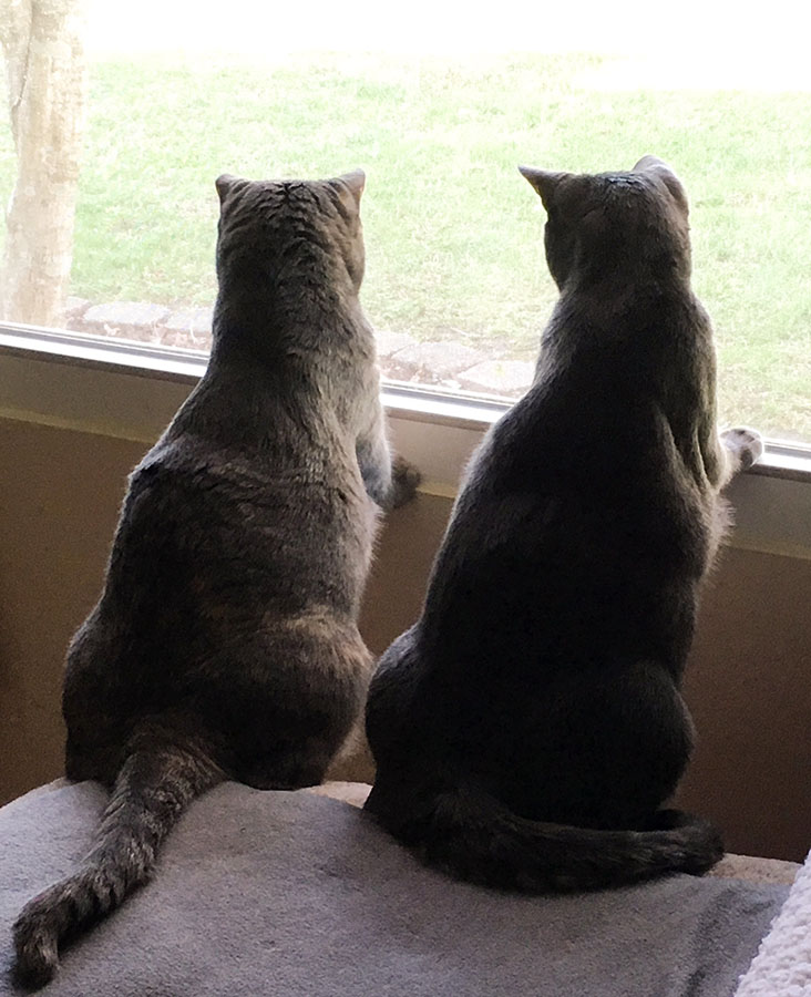 Two cats, Marie and Duchess, are sitting on a gray blanket with their backs to the camera, looking out of a window. Both have their front feet on the window sill. The tension in their bodies indicates that they are very interested in whatever is off-camera, outside the window.