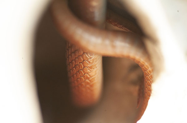 Another photo of the reddish snake that overwintered in a hollow piece of ceramic yard art. In this photo, keeled scales are clearly visible along the snake's sides, but I can't see enough of the snake's back to know if there are keels on its dorsal scales, as well. I tried following the identification key-map provided by the Virginia Herpetological Society, to no avail. (Please comment if you can help with the ID!)
