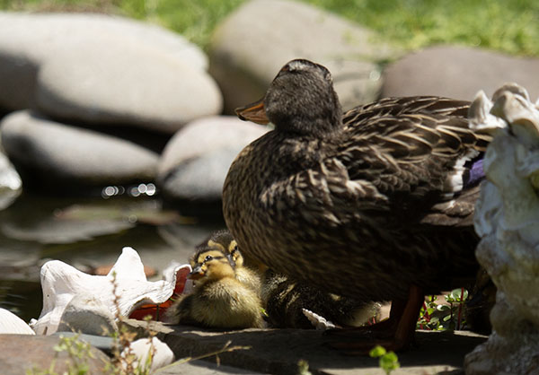 Photo of the Mallard hen teaching her ducklings to look overhead for danger. Here, one of the babies is copying its mother's tilt of head, one eye turned to the sky.