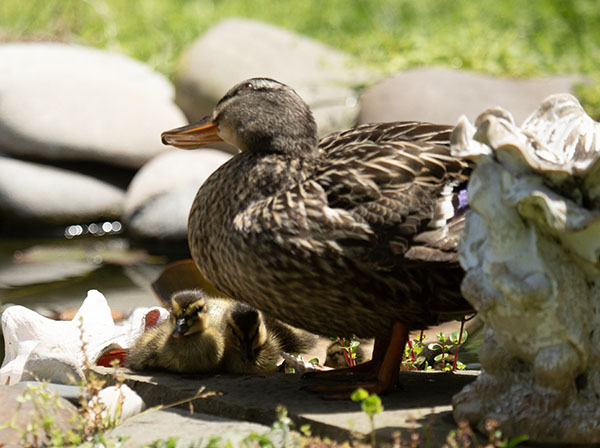 Photo of the Mallard hen teaching her ducklings to look overhead for danger. Whenever a crow or hawk flew over, she tilted one eye toward the sky (as seen in this photo) and gave a sharp quack. The ducklings froze in place, when they heard that quack, and they soon began to mimic her skywatching behavior.