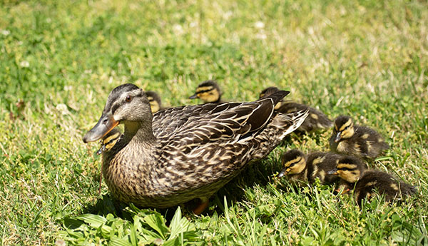 Photo of a Mallard hen walking through the mown grass and weeds that make up our back yard. She is followed by her day-old brood of nine. Here, they were beginning their first stroll away from our tame-ish yard, toward the big waters running through our Tidewater area.