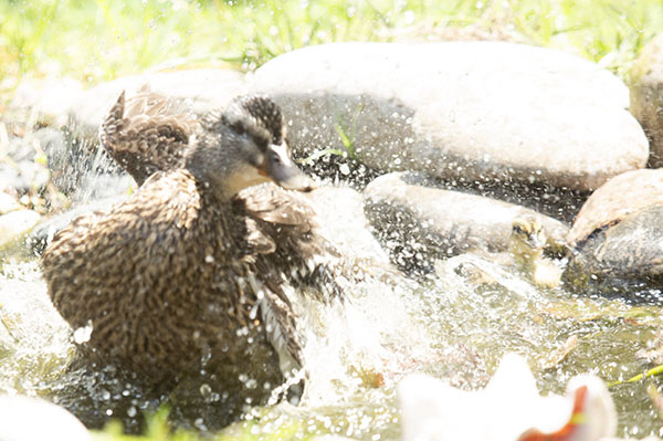 Photo of the Mallard hen enjoying a vigorous bath in our dragonfly pond on April 30, 2024. Here, her head, chest, and wings are lifted out of the water as she flaps furiously against the surface, churning the water into sprays. One of her ducklings (far right) is just visible through the splashes.