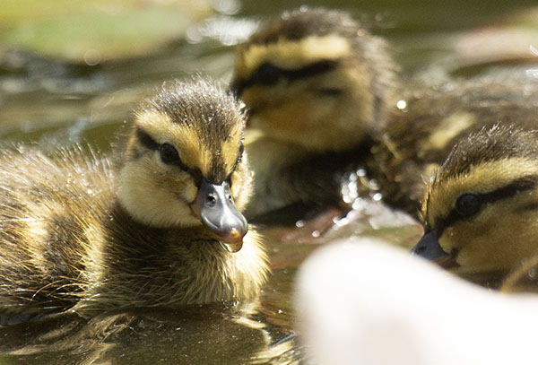 Photo of three downy, day-old Mallards swimming in our dragonfly pond. One duckling faces the camera lens, a drop of water hanging under its bill. The light pink remnant of its egg tooth is visible.