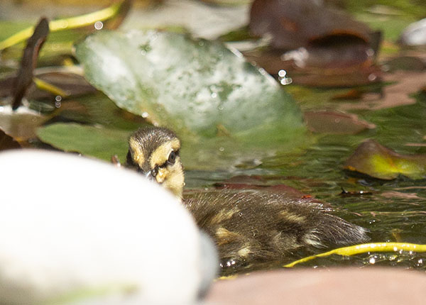 Photo of a two-day-old Mallard duckling swimming in our dragonfly pond. The duckling is gazing at the camera lens from behind a rock. The facial markings of a Mallard duckling, with dark eye stripes over yellow down, make the babies look grumpy from this angle. I imagine my students felt grumpy, and likely overwhelmed, after each of my class sessions. I would have felt angry and betrayed, had I been my own student.