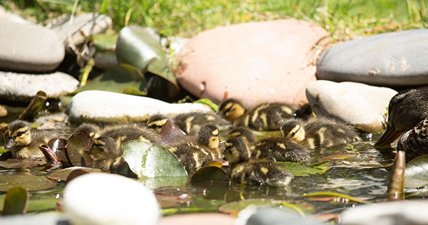 A Mallard hen (far right) swims with her nine ducklings in our dragonfly pond on April 30, 2024. The hen is mostly in shadow, her head in silhouette as she forages with her brood.