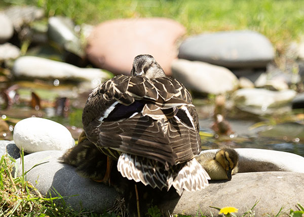 Photo of the next-yard Mallard hen sleeping at the edge of the dragonfly pond. She is asleep standing up, the equivalent of a duck cat-nap, beak tucked under the feathers of her wing. Her babies are nestled in her shadow, all except one duckling that has edged out onto the warm rocks in the warm sunlight.