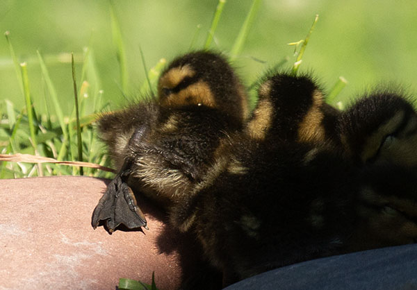Photo of sleepy Mallard ducklings, one with a webbed foot stretched into the sunlight. If you are still reading, thank you.